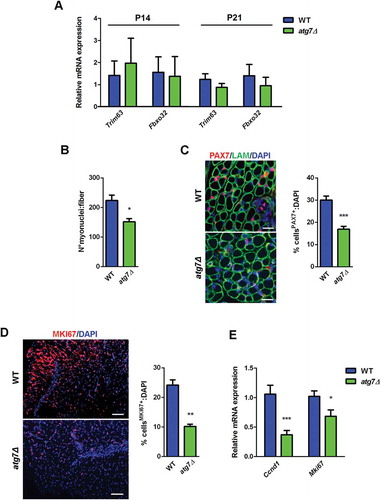 Figure 4. Defective autophagy negatively affects neonatal myogenesis in vivo. (a) RT-qPCR analysis of atrogenes Trim63 and Fbxo32 in GC of WT and atg7Δ mice at P14 and P21 (n ≥ 3 per genotype). (b) Mean number of myonuclei in single fibers from WT and atg7Δ mice at P21 (n ≥ 4 per genotype). (c) PAX7 immunostaining (red). Percentage of PAX7+ cells on total DAPI nuclear counterstaining (blue) is provided. LAM/laminin is used as a fiber outline (green) (scale bar: 20 µm) (n ≥ 3 per genotype). (d) MKI67 immunostaining (red). Percentage of MKI67+ cells on total DAPI nuclear counterstaining (blue) is provided (scale bar: 50 µm) (n = 3 per genotype). (e) RT-qPCR analysis of proliferation-related genes Ccnd1 and Mki67 in GC of WT and atg7Δ mice at P21 (n ≥ 5 per genotype). Values are expressed as mean ± SEM. * vs WT (* P < 0.05, ** P < 0.01, *** P < 0.001).