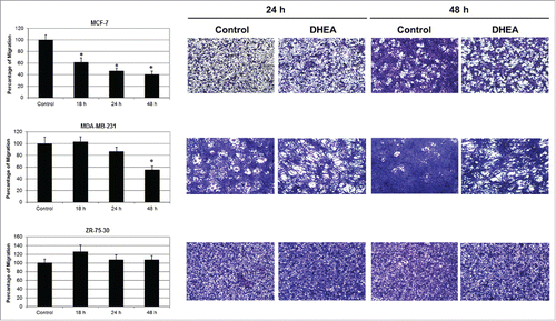 Figure 1. DHEA decreased the cellular migration. Cells were cultured without (Control) and with 100 μM of DHEA and the migration was evaluated by transwell assay at 18, 24 and 48 h. Data are shown as percentage of migration in comparison with control cells (100%), and were expressed as mean ± SEM. This is a representative experiment of 3 performed in an independent way. *P < 0.01 compared with the control. On the right side, photographs of migrating cells on the underside of the membranes stained with crystal violet are showed at 10x magnification.