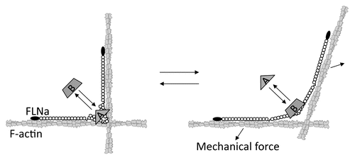 Figure 3 Model for how mechanical force regulates FLNa-partner interactions. Mechanical force changes the conformation of the rod 2 domain to release partner A by changing the geometry between the two FLNa subunits, while exposing the cryptic binding for partner B by unfolding the A strand interaction between repeats 20 and 21.