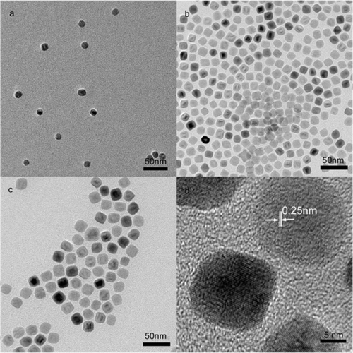 Figure 3. TEM images of 12 (a), 15 (b) and 18 nm (c) nanoparticles and HRTEM image (d) of 18 nm nanoparticles. The refluxing time is 30 min.