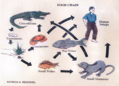 Figure 1. Poster of the Crocodile Farming Institute explaining the role of crocodiles in freshwater ecosystems.