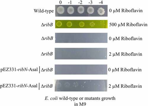 Figure 4. Functionality of A. salmonicida RibN family transporter is confirmed by complementing E. coli ribB mutant with the plasmid expressing the A. salmonicida ribN. Complementation assays were performed in minimal media (M9) plates supplemented with no (0 µm riboflavin), low (2 µm riboflavin), and high (500 µm riboflavin) riboflavin.