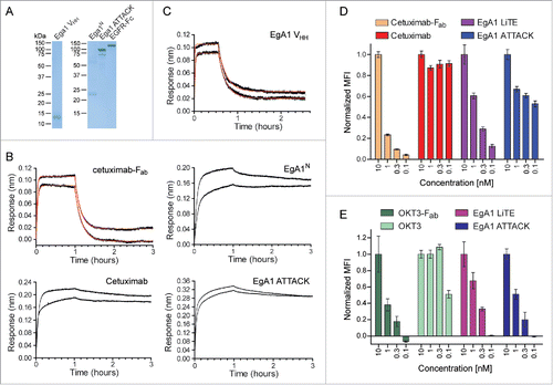 Figure 3. Functional characterization of purified EgA1 ATTACK. (A) Reducing SDS-PAGE of the purified EgA1 VHH, EgA1 multichain N-trimerbody (EgA1N), EgA1 ATTACK and EGFR-Fc. (B and C) Biolayer interferometry (BLI)-derived sensorgrams (in black) for the interaction between immobilized EGFR-Fc and cetuximab- (B) or EgA1-based (C) antibodies. Fitting curves for cetuximab-Fab and EgA1-VHH are included in red. (D) The binding to EGFR on the cell surface of HeLa cells by cetuximab- and EgA1-based antibodies at 0.1, 0.32, 1, and 10 nM, measured by FACS and normalized to the binding at 10 nM. (E) The binding to CD3 on the cell surface of Jurkat cells by OKT3- and EgA1-based antibodies at 0.1, 1, 3.2, and 10 nM, measured by FACS and normalized to the binding at 10 nM.