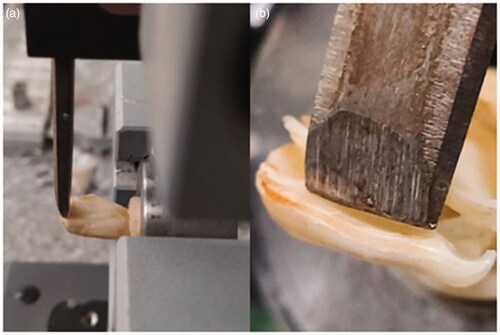 Figure 1. (a) Specimen attached to a universal testing machine; (b) a chisel delivers the force 2 mm from the incisal edge.