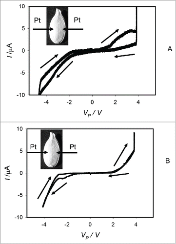 Figure 6. Dependencies of electrical current, I, in an imbibed Cucurbita maxima L., cv. Jarrahdale seed on VP induced by bipolar sinusoidal voltage wave with amplitude of ± 5.5 V from a function generator. Frequency of bipolar sinusoidal voltage VFG scanning was 1 mHz (A) or 100 μHz (B). Position of platinum electrodes inserted in a seed through its coat is shown.