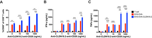 Figure 2 Co-stimulatory activation of anti-CLDN18.2-anti-CD28 is dependent on the recognition of CLDN18.2. 2×105 OT-I CD8+ T cells were incubated with 1×104 B16-OVA or B16-OVA-CLDN18.2 cells in the absence or presence of different concentrations of anti-CLDN18.2-anti-CD28 in vitro. (A–C) Percentage of CD69+CD8+ T cells after 72 h of incubation (A) and release of IFN-γ (B) and TNF-α (C) in the supernatant, measured after 24 h of incubation; n = 3, data are shown as means ± SEM; **P < 0.01, ***P < 0.001.