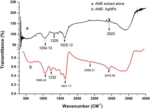 Figure 3 FTIR spectrum recorded for (a) AME-flower powder and (b) AgNPs synthesized using AME flower extract.