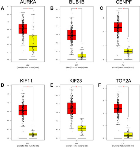 Figure 8 Expression analysis of hub genes. The expression levels of AURKA (A), BUB1B (B), CENPF (C), KIF11 (D), KIF23 (E) and TOP2A (F) in ovarian cancer tissues and normal ovarian tissues were analyzed by GEPIA tool. *P < 0.05.