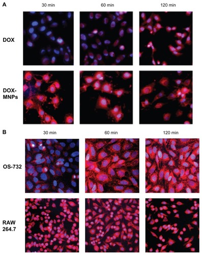 Figure 3 Observation of cellular uptake of doxorubicin-loaded magnetic Fe3O4 nanoparticles (DOX-MNPs) by different cell types after 30, 60, and 120 minutes of incubation under a fluorescence microscope. Overlaid images show nuclear staining with Hoechst 33258 (blue) and DOX-derived fluorescence (red). (A) Cellular uptake of free DOX and DOX-MNPs by Lewis lung carcinoma cells; (B) cellular uptake of DOX-MNPs by human osteosarcoma OS-732 cells and RAW 264.7 cells (murine-leukemic monocyte-macrophage cell line).