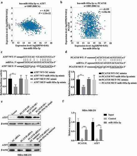 Figure 5. Regulatory mechanism among PCAT18, miR-103a-3p and ATF7. (a) The association between miR-103a-3p and ATF7 in Breast Cancer as analyzed using ENCORI Starbase. (b) The association between miR-103a-3p and PCAT18 in Breast Cancer as analyzed using ENCORI Starbase. (c) The binding sites between ATF7 and miR-103a-3p as analyzed using ENCORI Starbase. The luciferase activity was determined using the corresponding kits following transfection with ATF7 WT and ATF7 MUT reporter plasmid in the presence of NC mimic or miR-103a-3p mimic. ** indicated cells transfected with ATF7 WT and cells transfected miR-103a-3p mimic vs. ATF7 WT and NC mimic. WT, wild type; MUT, mutation. (d) The binding sites between PCAT18 and miR-103a-3p as analyzed using ENCORI Starbase. After being transfected with PCAT18 WT and PCAT18 MUT reporter plasmid in the presence of NC mimic or miR-103a-3p mimic, the luciferase activity was determined using the corresponding kits. ** indicates cells transfected with PCAT18 WT and cells transfected miR-103a-3p mimic vs. PCAT18 WT and NC mimic. WT, wild type; MUT, mutation. (e) MDA-MB-231 cells were transfected with vector, PCAT18 overexpression plasmid, combination of PCAT18-overexpression plasmid and NC mimic, and combination of PCAT18-overexpression plasmid and miR-103a-3p mimic. Consistently, MDA-MB-231 cells were transfected with NC siRNA, PCAT18 siRNA, combination of PCAT18 siRNA and NC inhibitor, and combination of PCAT18 siRNA and miR-103a-3p inhibitor. Protein levels of ATF7 in MDA-MB-231 and BT549 cells as determined by WB. (f) Biotin labeled miR-103a-3p probe or control probe were used for incubation with cell lysates. Subsequently, expression of ATF7 and PCAT18 in RNA-binding complex were verified by qRT-PCR. Data are shown as the mean ± SD. Assays were performed at least three times. *P < 0.05, **P < 0.01