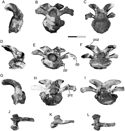 FIGURE 5. Tanius sinensis holotype cervical vertebrae and ribs. Cervical 8 (PMU 24720/8) in A, lateral, B, anterior, and C, posterior view. Cervical 9 (PMU 24720/9) in D, lateral, E, anterior, and F, posterior view. Cervical 10 (PMU 24720/10) in G, lateral, H, anterior, and I, posterior view. Cervical rib IX (PMU 24720/14) in J, ventrolateral, K, dorsolateral, and L, ventromedial view. Scale bar equals 100 mm. Abbreviations: dp, diapophysis; poz, postzygapophysis; pp, parapophysis; prz, prezygapophysis.