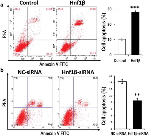 Figure 5. verexpression of HNF1β promotes G401 cell apoptosis while Knock-down of HNF1β inhibits it. (a and b) G401 cell apoptosis was detected by flow cytometry with Annexin V-FITC/PI staining. The number of positive cells double stained by AnnexinV-FITC/PI in G401 cells transfected with HNF1β overexpression vector was significantly more than the control vector. The detection was performed 48 h transfection later. (a and b, Right) Cell apoptosis rate quantification. Statistical analysis of cell migration (a and b, Right) is performed with GraphPad Prism 5 software. Values were presented as mean ± SEM (n = 3), ***p < 0.001, **P < 0.01.