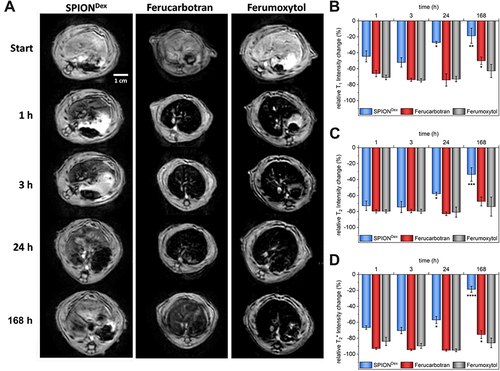 Figure 4 MRI experiments in rats. (A) Exemplary transversal T2*-weighted MRI of a rat’s liver before and at specific time points after administration of contrast agents at an iron dose of 2.6 mg Fe /kg. Qualitative evaluation of liver uptake and elimination of contrast agents from the liver based on T1-weighted (B), T2-weighted (C), and T2*-weighted (D) scans (n=3).