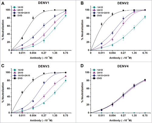 Figure 3. Enhanced neutralizing ability of DVD in vitro. DENV1-4 viruses were incubated with antibodies at different concentrations. Neutralization abilities were evaluated by PRNT assays using BHK21 cells. Results were exhibited by percentage of plaques reduction and shown as mean ± SD of 3 independent experiments.