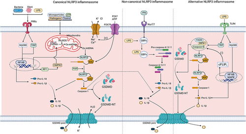 Figure 1 Mechanisms of three types of pyroptosis pathway. In the canonical pathway, PRRs detect signals both inside and outside cells and trigger the NF-κB signaling pathway, which boosts the expression of multiple genes. Other factors, such as ion flow, mitochondrial damage, and reactive molecules, can also activate NLRP3 inflammatory vesicles. These vesicles then change GSDMD into GSDMD-NT, leading to the formation of membrane pores as they aggregate and insert into the plasma membrane. Additionally, Caspase-1 helps create functional IL-1β and IL-18, which exit through these pores. In the non-canonical pathway, intracellular LPS triggers the activation of pro-caspase-4/-5/-11 via GBP and then promotes the production of active IL-1β and IL-18. LPS activates the MAPK and NF-κB signaling pathways and activates GSDMD-NT by binding to the receptor in the alternative pathway. It leads to the forming of the GSDMD pore and NLRP3 inflammatory vesicle through caspase-8. Then IL-1β is activated and released extracellularly through the GSDMD pore. The process can be inhibited by cFLIPL. It’s worth noting that there is mutual regulation between the canonical and non-canonical pathways.