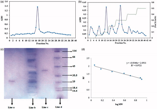 Figure 3. (a) Elution profile for inhibitor extracted from seeds of P. vulgaris using sephacryl 100-HR column chromatography; (b) Elution profile for inhibitor extracted from seeds of P. vulgaris using ionic exchange DEAE cellulose as bed, equilibrated with 20 mM Tris-HCl buffer. (♦) protein absorbance at 280 nm; and (dashed line) NaCl gradient; (c) SDS–PAGE of proteins at different process of α-amylase inhibitor purification. Lane a: purified P. vulgaris amylase inhibitor (Fraction 17), lane b: crude plant extract, Lane c: purified P. vulgaris amylase inhibitor (Fraction 24), lane d: Molecular weight markers: lysozyme (14.4 kDa); lactoglobulin (18.4 kDa); restriction endonuclease bsp 981 (25 kDa); lactate dehydrogenase (35.5 kDa); ovalbumin (45 kDa); bovine serum albumin (66 KDa); α-galactosidase (116 kDa); (d) molecular weights-relative mobility of proteins for determination of purified α-amylase inhibitor.