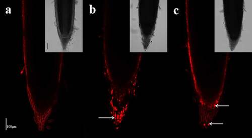 Figure 8. Effect of the different N treatments on the fluorescence of PI in the root tips of wheat seedlings treated with 7.5 mM NO3− (a), 7.5 mM NH4+ (b) and 7.5 mM NH4+ + 1.0 mM NO3− (c). The median view (1,000 μm of the root tip surface) was imaged with the following device settings: wavelength, 1,097 nm; image resolution, 1024 × 1024. The images are representative of the six samples analyzed. The white arrows indicate dead cells. Scale bar = 100 μm.