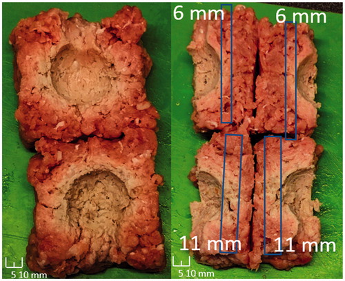 Figure 11. Ablation sample showing the desired deeper lesion depth in two device faces and uniform lesion depths in four other device faces. Scale legends are on images.