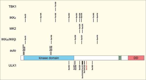 Figure 1. RIPK1 phosphorylation sites. Receptor-interacting serine/threonine kinase 1 (RIPK1) consists of an N-terminal kinase domain, an intermediate domain harboring a RIP homotypic interaction motif (RHIM) and a C-terminal death domain (DD). The scheme depicts the phosphorylations mediated by RIPK1 (autophosphorylation), component of inhibitor of nuclear factor kappa B kinase complex (CHUK, also known as the inhibitor of κB [IκB] kinase α, IKKα) and inhibitor of nuclear factor kappa B kinase subunit beta (IKBKB, also known as IKKβ), MAPK activated protein kinase 2 (MAPKAPK2, also known as MK2), inhibitor of nuclear factor kappa B kinase subunit epsilon (IKBKE, also known as IKKε), TANK binding kinase 1 (TBK1), and unc-51-like autophagy activating kinase 1 (ULK1). Ser357 (highlighted in red) represents a major ULK1-dependent phospho-acceptor site. The numbering refers to amino acid positions in human RIPK1 (UniProt ID Q13546).
