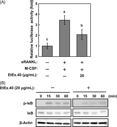 Fig. 6. EtEx.40 attenuation of the sRANKL/M-CSF-stimulated transcriptional activity of NF-κB in RAW264.7 cells.Note: (A) RAW264.7 cells transfected with the NF-κB-luciferase plasmid and pRLSV40 were pre-treated with EtEx.40 (20 μg/mL) or the vehicle (DMSO) for 2 h and were then stimulated with sRANKL (50 g/mL)/M-CSF (10 ng/mL) for 24 h. The cells were lysed, and the luciferase activity was measured with a luciferase reporter assay system. Data are expressed as the mean ± SE (n = 12, p < 0.05). (B) RAW264.7 cells were pre-treated with EtEx.40 (20 μg/mL) or the vehicle (DMSO) for 2 h and then stimulated with sRANKL (50 ng/mL)/M-CSF (10 ng/mL) for the indicated times. Phosphorylated Iκ-B and IκB were detected with specific antibodies.