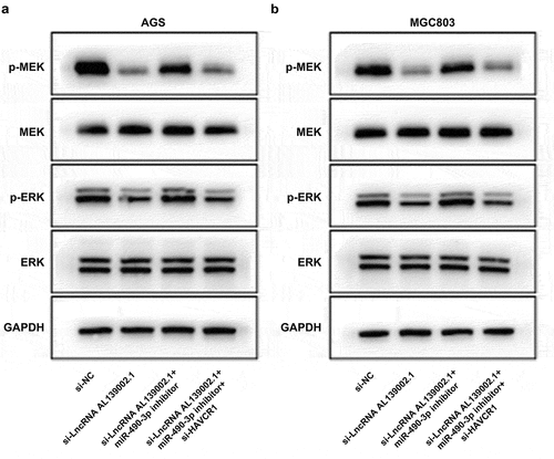 Figure 6. LncRNA AL139002.1/miR‑490‑3p/HAVCR1 regulated GC through MEK/ERK signaling. Silencing of lncRNA AL139002.1, miR‑490‑3p inhibitor and silencing of HAVCR1 were transfected into AGS and MGC-803 cells. (a, b)Western blot of MEK/ERK-related proteins in AGS and MGC-803 cells