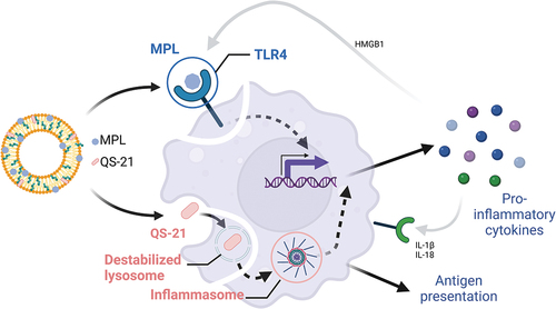 Figure 1: Schematic representation of the cellular mechanism signaling pathways triggered by MPL and QS-21.