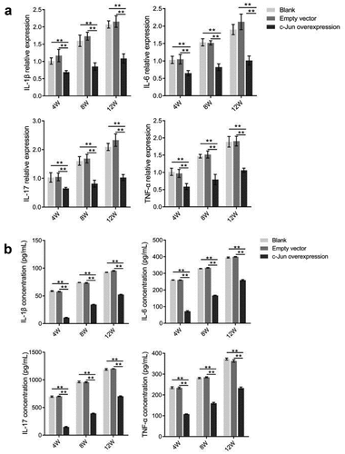 Figure 4. The expressions of TNF-α, IL-1β, IL-6, and IL-17 in disc degeneration tissue were decreased after overexpressing c-Jun. (a) The mRNA expressions of TNF-α, IL-1β, IL-6, and IL-17 were determined using qRT-PCR. (b) The protein levels of TNF-α, IL-1β, IL-6, and IL-17 were detected using Elisa. Data analysis employed the one-way ANOVA followed by post hoc Tukey’s test (mean ± SD, n = 5). ‘**’ p < 0.01
