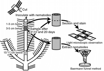 Fig. 1 Scheme of nematode inoculation and stem segment sampling. Pine wood nematodes were inoculated into the cut edge of the current shoot of the main stem. Stem segments 1–3 and 15–17 cm below the inoculation point were used for light microscopic observations and a segment 3–5 cm below the inoculation point was used for nematode extraction using the Baermann funnel method 3, 10, and 20 days after inoculations