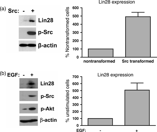 Figure 1.  Src induces Lin28 expression. (a) Mouse embryonic fibroblasts transfected with v-Src or the empty parental vector were analyzed by Western blotting for Lin28 expression, β-actin expression, and Src activity. Lin28 expression levels are shown as the percent of nontransformed cells (mean + SEM; n=2). (b) Nontransformed cells were EGF deprived by growth in serum-free medium overnight. Cells were either unstimulated or stimulated with 100ng/ml of EGF for 12 h. Lysates were analyzed for Lin28 expression, Src activity, phosphorylated Akt, and β-actin. Lin28 expression levels are shown as a percent of unstimulated cells (mean + SEM; n=2).