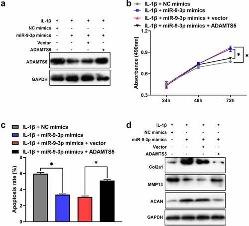 Figure 5. miR-9-3p targets ADAMTS5 to inhibit IL-1β-triggered chondrocytes injury. CCK8, flow cytometry, and western blot were employed to measure the protein expression of ADAMTS5(a), chondrocytes proliferation(b), apoptosis(c), and the expression level of COL2A1, ACAN, ADAMST5 and MMP13 (d) in IL-1β-induced chondrocyte following transfected with miR-9-3p mimics or ADAMTS5. The results are shown as the mean ± SEM of at least three independent experiments (*P < 0.05)