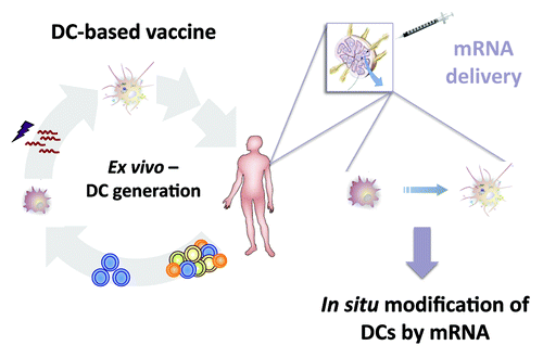 Figure 1. From an ex vivo generated DC-based vaccine toward the direct application of naked mRNA for modification of DCs in order to induce in vivo a potent immune response.