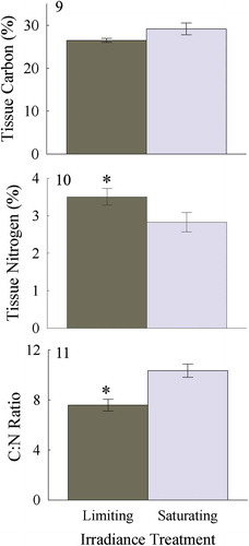 Fig. 9–11. Tissue carbon (9) and nitrogen content (10) expressed as %DW, and C:N ratio (11), for Heminura frondosa acclimated to saturating (150 µmol photons m−2 s−1) and limiting (30 µmol photons m−2 s−1) irradiance. Bars represent mean ± SE, n = 4, * = p < 0.05 (Wilcoxon rank sum test)