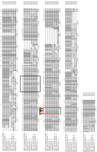 Figure 3. Multiple alignments of AFL-Lipase protein sequence with other fungi triacylglycerol lipases. Highly conserved regions are stared (*) Conserved amino acids at the catalytic site are indicated by a red box and the catalytic triad (G-X-S-X-G) is indicated with small triangles. The predicted active site lid is indicated by a black box. The dashed line represents gaps in the sequence. In the above alignment, AFL-lipase (TPW): Amino acid sequence from AFL-lipase being studied in this work; XP_001819264, Amino acid for extracellular Lipase from Aspergillus oryzae; RAQ_47979.1, Amino acid for Extracellular lipase from Aspergillus flavus; EIT-72839.1, Amino acid for lipase from Aspergillus oryzae; CDM-34977.1, Amino acid sequence coding for lipase from Penicillium roqueforti FM164; XP_013327259.1, Amino acid sequence for lipase from Rasamsonia emersonii CBS.393.64; XP_002151838.1, Amino acid sequence for lipase from Talaromyces marneffei ATC18224; GAD_93521.1, Amino acid sequence for lipase from Byssochlamys spectabilis.