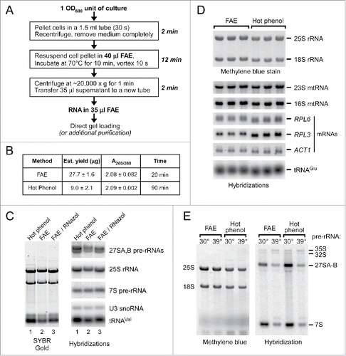 Figure 2. Comparison of the one-step FAE and hot phenol extraction methods. (A) Outline of a small-scale RNA isolation procedure using FAE extraction. For routine RNA analysis from yeast cultures, a convenient microcentrifuge tube format illustrated here is to start with 1 OD600 unit of cells and perform lysis in 30–40 μL of FAE. The typical yield we obtain is ∼22–30 μg total RNA when using mid-log phase BY4741 cells. (B) Spectrophotometric measurements of the yield and purity of RNA isolated from a mid-log phase culture. FAE-extracted sample was analyzed without additional purification. (C) Gel analysis of 3.5 μg RNA prepared using hot phenol (lane 1), one-step FAE extraction (lane 2), and FAE extraction followed by additional purification with RNazol RT (lane 3). Individual RNA species were detected by northern hybridizations. (D) Recovery of different RNAs using FAE and hot phenol extraction. Total RNA was extracted by the 2 methods from the same log-phase BY4741 culture, separated by gel electrophoresis, and transferred to a membrane. The membrane was stained with methylene blue and hybridized with radiolabeled probes to detect the indicated mRNAs, mitochondrial rRNAs, and tRNAs. (E) Large rRNA precursors can be efficiently extracted with FAE. RNA was isolated from cells in log-phase at 30°C or cells that were heat shocked at 39°C for 15 min to suppress productive ribosome biogenesis.Citation12 2 μg total RNA (as estimated by A260 absorbance) was loaded in each lane. The membrane was hybridized with oligonucleotide probe 006Citation12 to detect pre-rRNAs.
