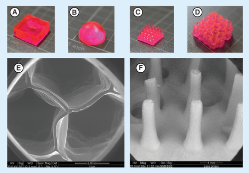 Figure 2. Images of the 3D printed hydrogel tablets using digital light processing technique. (A) Box. (B) Hemisphere. (C) 5 × 5. (D) Hive. (E–F) are scanning electron microscopy images of D and C shapes, respectively.