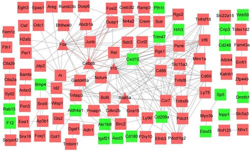 Figure 2. PPI network of DEGs. Hub genes are labeled by triangles. Red indicates upregulated genes, and green indicates downregulated genes. DEGs, differentially expressed genes.