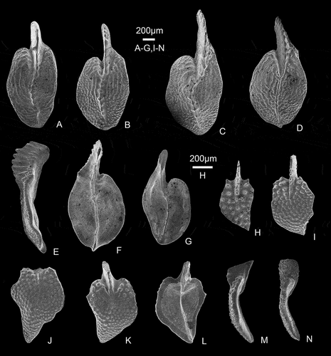 Figure 12. Selected representative conodonts from the Xiejingsi Formation. All are P1 (Pa) elements. A–G, Polylophodonta curvata sp. nov. A–C, paratypes, upper views of PKUM-02-1167/Sh5, PKUM-02-1169/Sh5 and PKUM-02-1168/Sh5; D–F, holotype, upper, lateral and aboral views of PKUM-02-1170/Sh5; G, paratype, aboral view of PKUM-02-1187/Sh5; H–N, Polylophodonta nodulosa sp. nov. H–J, paratypes, upper views of PKUM-02-1171/L9-1, PKUM-02-1172/L9-1 and PKUM-02-1173/L9-1; K–M, holotype, upper, aboral and lateral views of PKUM-02-1174/L9-1; N, paratype, lateral view of PKUM-02-1188/L9-1.
