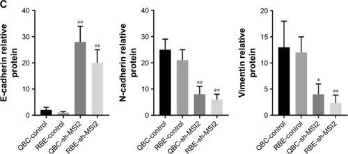 Figure 5 MSI2 induces EMT in extrahepatic cholangiocarcinoma.