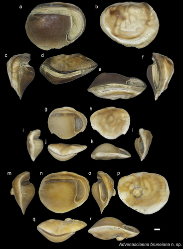 Figure 6. Sciaenidae. a-f: Advenasciaena bruneiana holotype (NHMUK PV P 76639) from JT1 site’s L2 major clay layer: inner (a), external (b), anterior (c), dorsal (d), ventral (e) and posterior (f) views. g-l: A. bruneiana paratype (ASIZF 0100316) from JT1 site’s L2 major clay layer: inner (g), external (h), anterior (i), dorsal (j), ventral (k) and posterior (l) views. m-r: A. bruneiana paratype (RGM.1364031) from Dadap site: anterior (m), inner (n), posterior (o), external (p), ventral (q), dorsal (r) views. Scale bar 1 mm.
