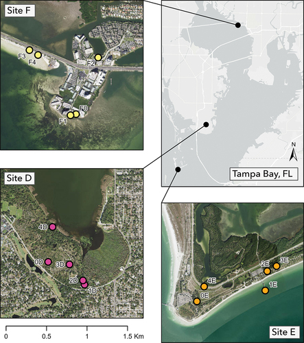 Figure 3. Map of survey stations nested within Tampa Bay estuary sites D–F.