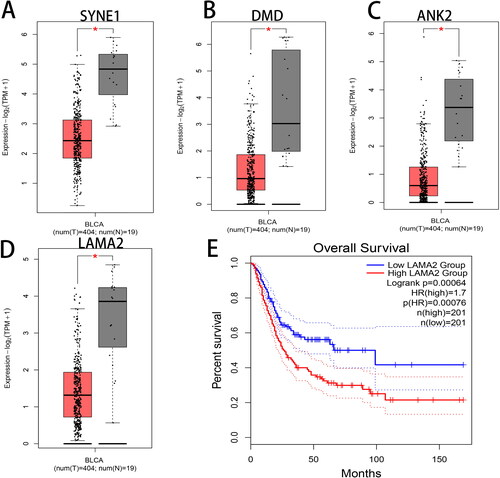 Figure 7. Hub gene expression and survival analysis. The expression of (A) SYNE1, (B) DMD, (C) ANK2 and (D) LAMA2 as well as (E) the survival analysis of LAMA2 were analyzed by the GEPIA website. Red boxplot represents BLCA tumor tissues and gray boxplot represents normal tissues.