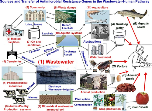 Figure 6 Transmission pathways of AMRM and ARGs from wastewater hotspots to the other environment, animals and humans. Reprinted from J Environ Chem Eng; 8(1), Gwenzi W, Musiyiwa K, Mangori L. Sources, behaviour and health risks of antimicrobial resistance genes in wastewaters: a hotspot reservoir. 102220, Copyright 2020, with permission from Elsevier.Citation110