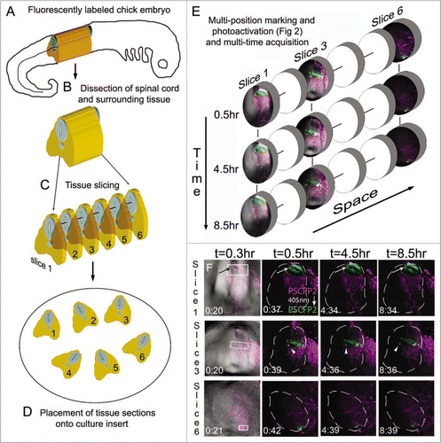 Figure 3 Multi-position photoactivation and multi-time acquisition. (A) A typical fluorescently labeled (PSCFP2) chick embryo at day 4 with (B) the spinal cord removed and (C) cut into slice preparations that (D) are laid onto a culture insert. (E) Within each tissue slice, a region of interest is photoactivated and set up for time-lapse acquisition in a sequential manner, with three typical slice data shown at 0.5 hr, 4.5 hr and 8.5 hr intervals. Individual photoactivated cells are identified by arrows (to show maintenance of photoactivated fluorescence signal) and by arrowheads (to show changes in cell direction). Each photoactivated region of interest is approximately 50 um in height.