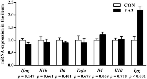 Figure 2. Effect of diet supplemented with 2 g/kg enzymatically treated Artemisia annua L. on the mRNA expressions of cytokines and immunoglobulin G in the ileum of weaned pigs at 51 days of age. CON: control group, basal diet; EA3: basal diet + 2 g/kg enzymatically treated Artemisia annua L; IFN-γ: interferon γ; IL-1β: interleukin 1β; IL-6: interleukin 6; TNF-α: tumour necrosis factor α; IL-4: interleukin 4; IL-10: interleukin 10; IgG: immunoglobulin G. All data were analysed using independent t-test and were presented as mean ± SEM (n = 6). A probability level of p < .05 was considered statistically significant.