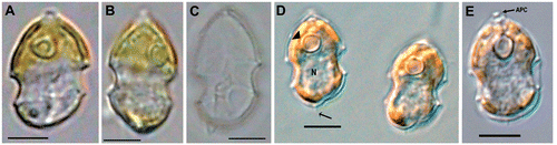 Fig. 1. Azadinium spinosum. Light-microscopy view of (A, B) live cells; (C) empty theca and (D, E) formalin-fixed cells. Abbreviations: APC: apical pore complex. N: nucleus. Arrow in D: antapical spine. Arrowhead in D: pyrenoid. Scale bars: 5 µm.