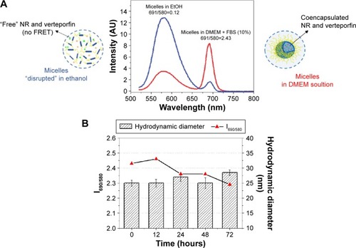 Figure 4 Behavior of Pluronic® (poloxamer) P123/F127 mixed micelles (10 mg) loaded with NR (0.8 μg·mL−1) and VP (4.0 μg·mL−1) in DMEM enriched with FBS 10% (v:v).Notes: (A) Fluorescence-emission spectra of coencapsulated dyes in DMEM (red line) and diluted in ethanol (blue line) at λexc =480 nm. (B) Hydrodynamic diameter (bars) and fluorescence-intensity ratio between VP emission at 690 nm and NR emission at 580 nm (symbols). Data reported as mean values of three independent experiments (n=3) ± standard deviation.Abbreviations: NR, Nile red; VP, verteporfin; DMEM, Dulbecco’s Modified Eagle’s Medium; FBS, fetal bovine serum; FRET, fluorescence resonance energy transfer; I690/580, intensity ratio between emission at 690 and 580 nm.