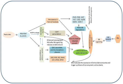 Figure 3. Overview and mechanism of plant responses to pesticide stress and BRs.