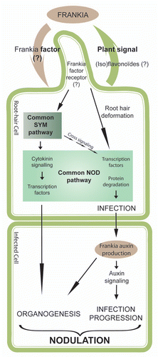 Figure 1 A model for signal exchange in the actinorhizal symbiosis. Actinorhizal plant roots released flavonoids that induce production of the yet unknown Frankia symbiotic signal leading to the activation of the “SYM” and actinorhizal “NOD” pathways. Furthermore, upon Frankia penetration in root hair and cortical cells, auxin accumulates in infected cells driving infection and nodule organogenesis. Adapted from references Citation3 and Citation4.