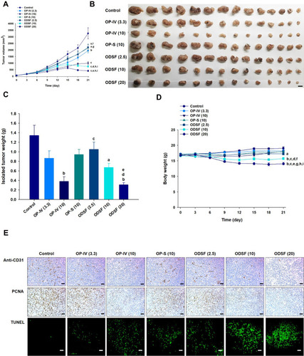 Figure 8 In vivo analyses of the inhibitory effects of the following on tumor growth in CT26 tumor-bearing mice: biweekly intravenous administration of 3.3 mg/kg OP [OP-IV (3.3)] and 10 mg/kg OP [OP-IV (10)]; once-daily oral administration of 10 mg/kg OP in aqueous solution (OP-S); once-daily oral administration of ODSF as 2.5 mg/kg OP [ODSF (2.5)]; once-daily oral administration of ODSF as 10 mg/kg OP [ODSF (10)]; and once-daily oral administration of ODSF as 20 mg/kg OP [ODSF (20)], for 21 days. (A) Tumor volumes in mice [aP< 0.05, bP<0.01, cP<0.001 compared to the control. dP<0.01, eP<0.001 compared to OP-IV (3.3). fP<0.05, gP<0.01 compared to OP-IV (10). hP<0.001 compared to OP-S (10). iP<0.001 compared to ODSF (2.5)]. (B) Photographs of tumors isolated from each group on day 21. Scale bar: 10 mm. (C) Tumor weights in CT26 tumor-bearing mice on day 21 [aP<0.05, bP<0.001 compared to the control. cP<0.05 compared to OP-IV (10). dP<0.05 compared to OP-S (10). eP<0.05 compared to ODSF (2.5)]. (D) Changes in mouse body weights during treatment [aP<0.05, bP<0.001 compared to the control. cP<0.001 compared to OP-IV (3.3). dP<0.01, eP<0.001 compared to OP-IV (10). fP<0.01, gP<0.001 compared to OP-S (10). hP<0.001 compared to ODSF (2.5). iP<0.05 compared to ODSF (10)]. (E) Representative cross-sectional images of isolated tumor tissues obtained 21 days after various treatments, stained as follows: With anti-CD31 antibody, indicating microvessels (brown); anti-proliferating cell nuclear antigen (PCNA) antibody, indicating proliferating cells (brown); and via fluorescent terminal deoxynucleotidyl transferase-mediated dUPT nick-end labeling (TUNEL), indicating apoptosis (green fluorescence). Scale bars: 50 μm for anti-CD31 antibody and anti-PCNA antibody staining; 20 μm for TUNEL staining.