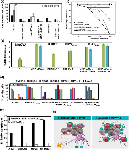 Figure 4. Pre-clinical studies with GNP-LLO91-99 nanovaccines as immunotherapies in combination with checkpoint inhibitors in mice and melanoma patients. (a) B16OVA melanoma auto-transplants established as in Figure 1 (n = 10/group of mice) were i.v vaccinated or not (saline) with a single dose of GNP-LLO91-99 (50 µg/mouse) alone or in combination with anti-CTLA-4 or anti-PD-1 (100 µg/mouse every two days). At 7, 14, 23 or 30 days post-transplantation, melanomas were removed and measured with a calliper. Tumour volumes were expressed as the mean of mm3 ± SD. (b) The number of surviving mice in (a) was counted at days 7, 14, 23 or 30 post-vaccination. GNP-LLO91-99 and anti-PD-1 + GNP-LLO91-99 results completely overlaped (mark with an asterisk *). Survival rates (SR) are expressed as the mean percentages ± SD. Mice survivors of GNP-LLO91-99 groups were separated and maintained for 20 months to check for any tumours, or clinical manifestations. Afterwards, mice were scarified and check internally for any tumour metastasis. All survivors remained healthy and without tumours, suggesting tumours cured. (c) CTL activities specific of each peptide were examined with the frequencies of LLO91-99 or OVA257-264 peptide-specific CD8+ cells and IFN-γ producers in TILs as in Figure 3C, in mice non-treated (NT), GNP-LLO91-99, anti-CTLA-4 or anti-PD-1 treated or GNP-LLO91-99 treated in combination either with anti-CTLA-4 or anti-PD-1. We examined these specific CTL activities using recombinant soluble dimeric mouse H-2b: Ig fusion protein that bind to each peptide, as described in the Methods and materials section. The results are expressed as percentages of positive cells ± SD. (d) Ex vivo differentiated MoDC from a stage IIIB melanoma patient with the following phenotype CD45+CD11c+CD14− were incubated or not (CONT) with GNP-LLO91-99 (50 µg/mL), nivolumab (100 µg/mL), ipilimumab (100 µg/mL) or a combination of GNP-LLO91-99 with nivolumab or ipilimumab for 48 h, at the same concentrations as the monotherapies. Antigen-presentation (MHC-I, MHC-II, CD80 and CD86) and cell-death (PD-1, PD-L1 and Annexin-V) surface markers were analysed by FACS using specific monoclonal antibodies. The results are expressed as the mean percentages of positive cells ± SD (P ≤ 0.05). (e) Different melanoma cell lines, either primary melanoma as A-375 or MelJuSo, or metastatic melanoma as MeWo or SK-Mel24 were incubated with 50 µg/ml of GNP-LLO91-99 or ½ supernatants of ex vivo differentiated MoDC from a stage IIIB melnanoma pre-treated for 16 hours with 50 µg/ml of GNP-LLO91-99. Next, early apoptosis was examined by FACS as the percentages of positive cells for annexin V. (f) Model of the action of GNP-LLO91-99 nanovaccines as immunotherapies. GNP-LLO91-99 stimulates the priming and effector arm of immune responses: (1) as immune stimulators, they activate intra-tumoural DCs, as well as DCs in other locations to release cytokines with anti-tumoural capacities such as IL-12 and TNF-α and (2) as immune effectors, they recruit and potentiate the antigen-presentation abilities of DCs to TILs, inducing the activation of antigen- and melanoma-specific CD8+ T cells causing tumour necrosis and diminishing the amount of Treg in TILs. Therefore, dormant specific anti-melanoma immune responses in TILs were stimulated.